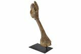 26.75" Triceratops Pelvic Bone (Pubis) - Wyoming - #130215-1